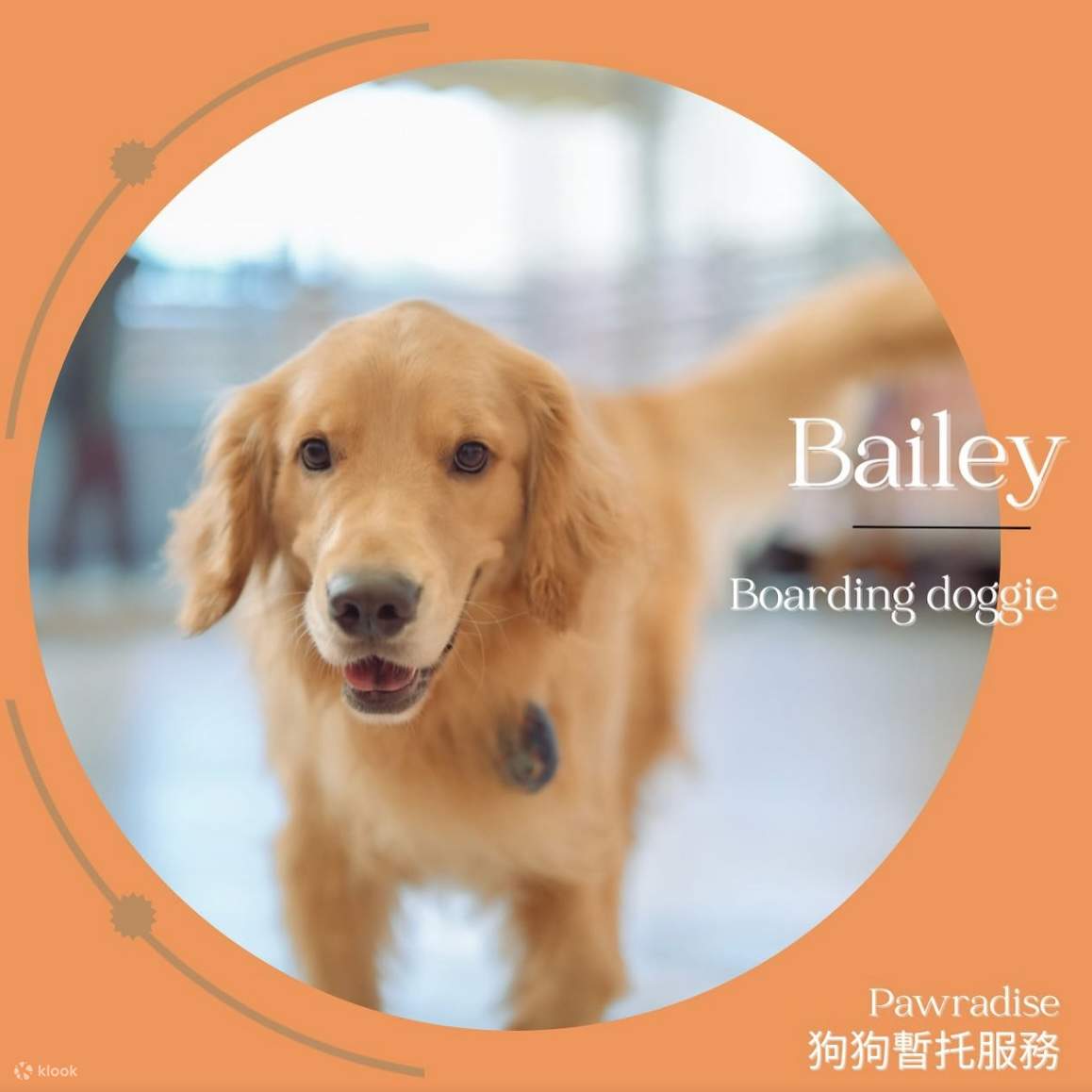 Puppy palace doggie daycare online